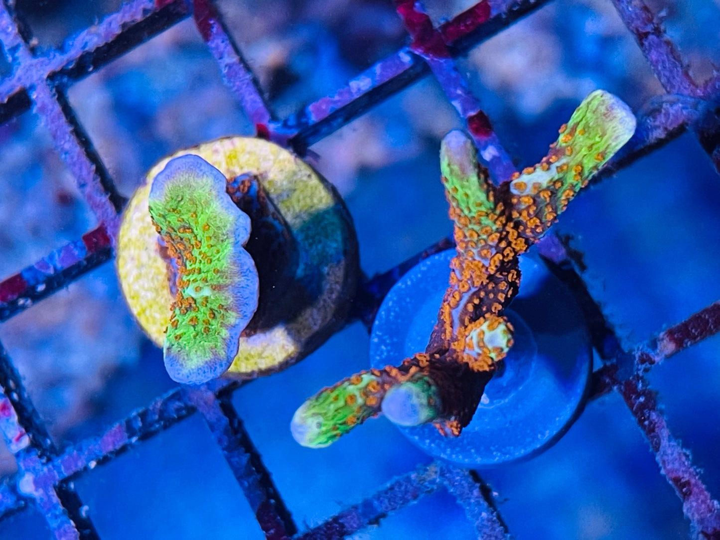 Forest Fire Montipora