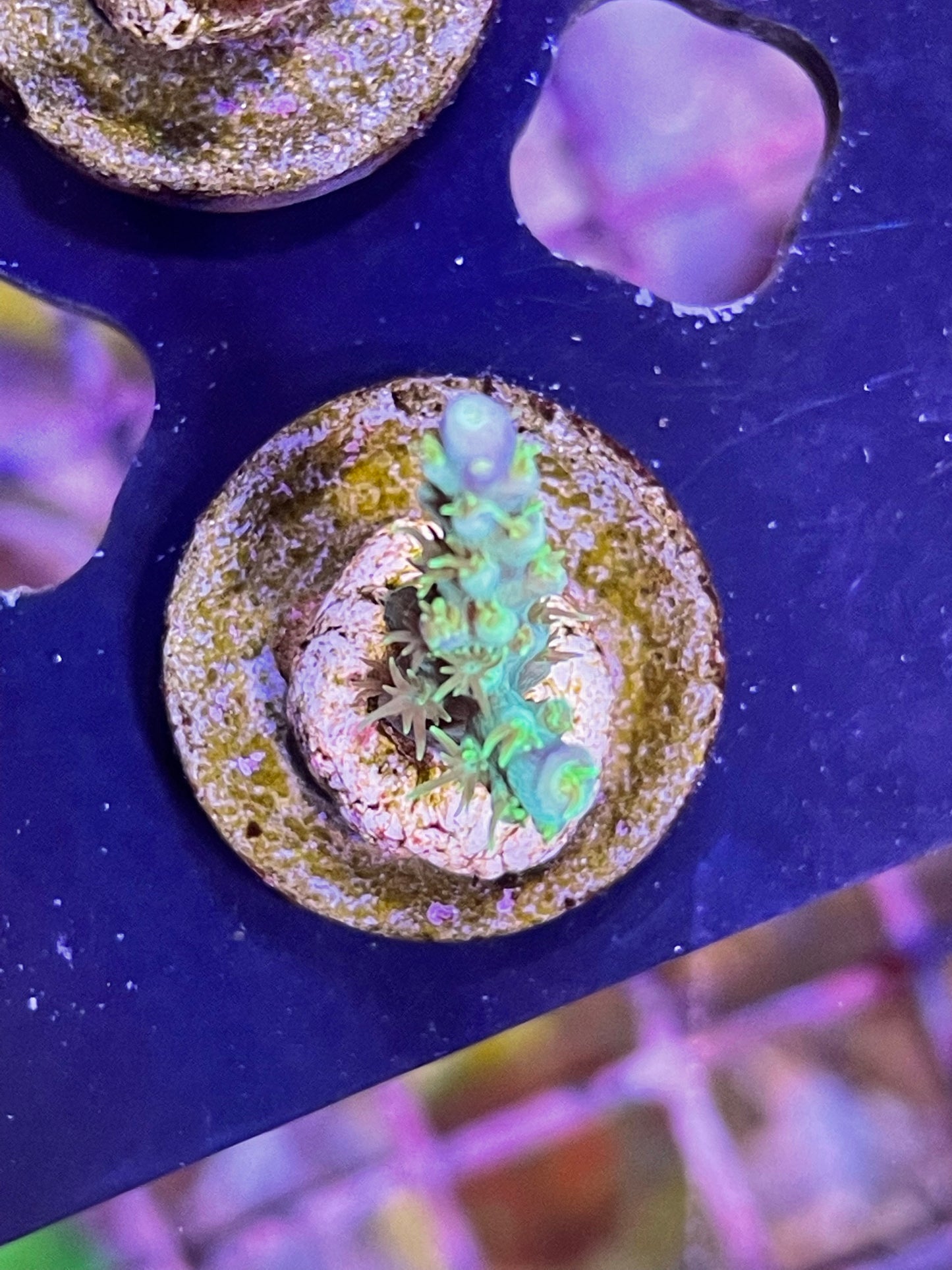 Mermaids Bush Acropora