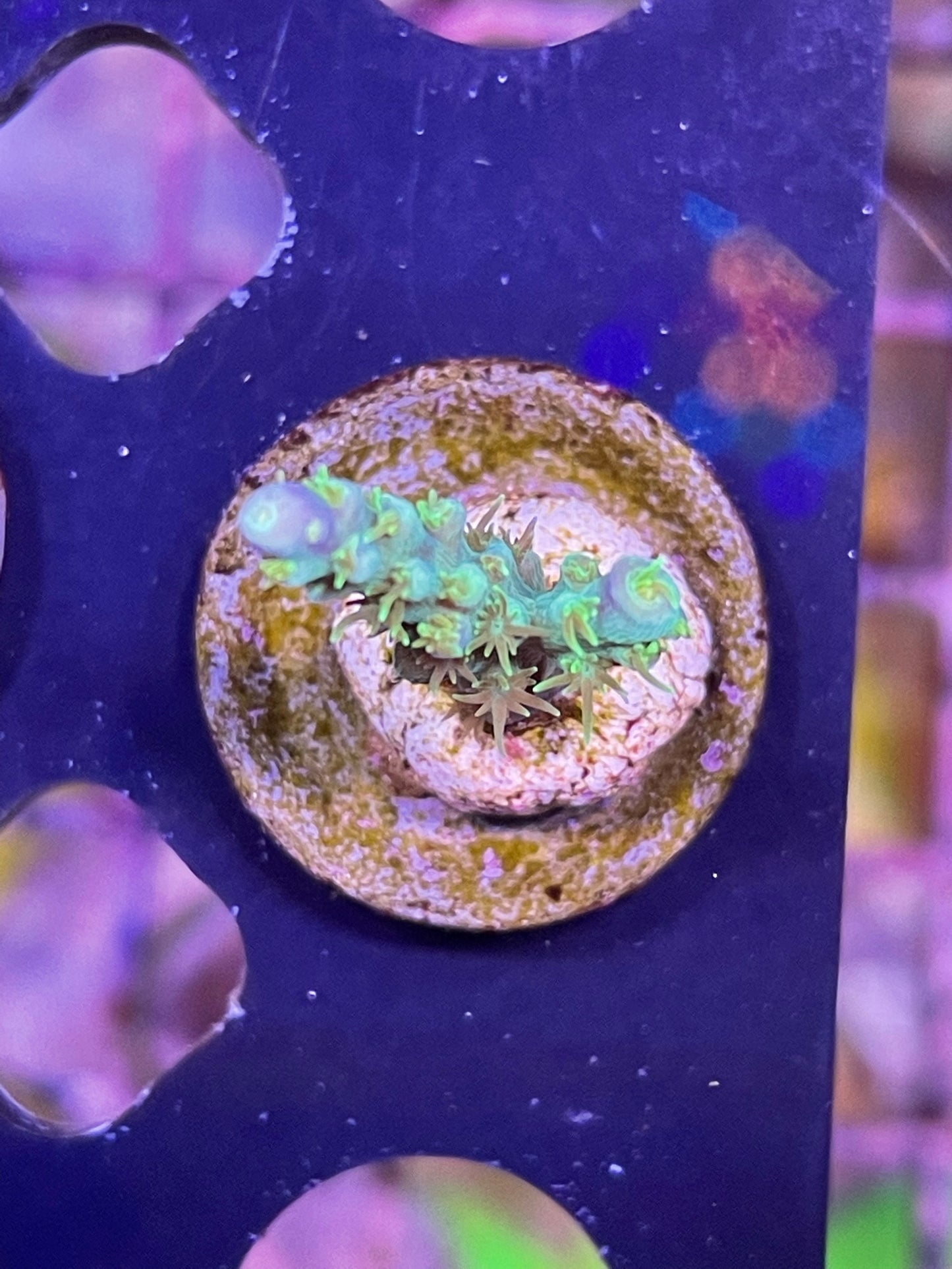 Mermaids Bush Acropora