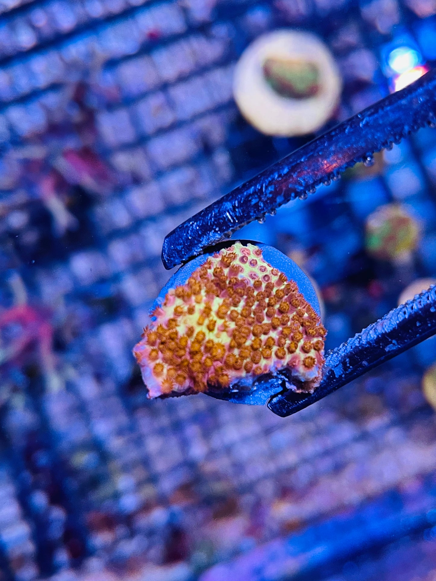 J.F Burning Banana 🔥 🍌 Stylocoeniella Frag