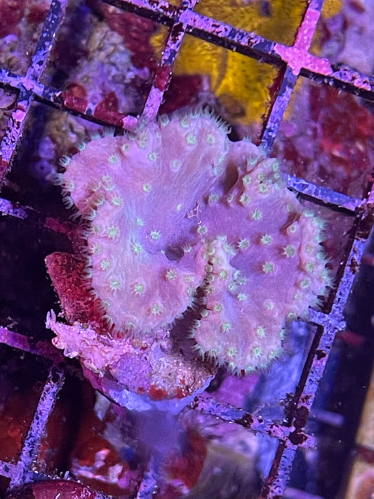 Cabbage Leather “Sinularia dura”