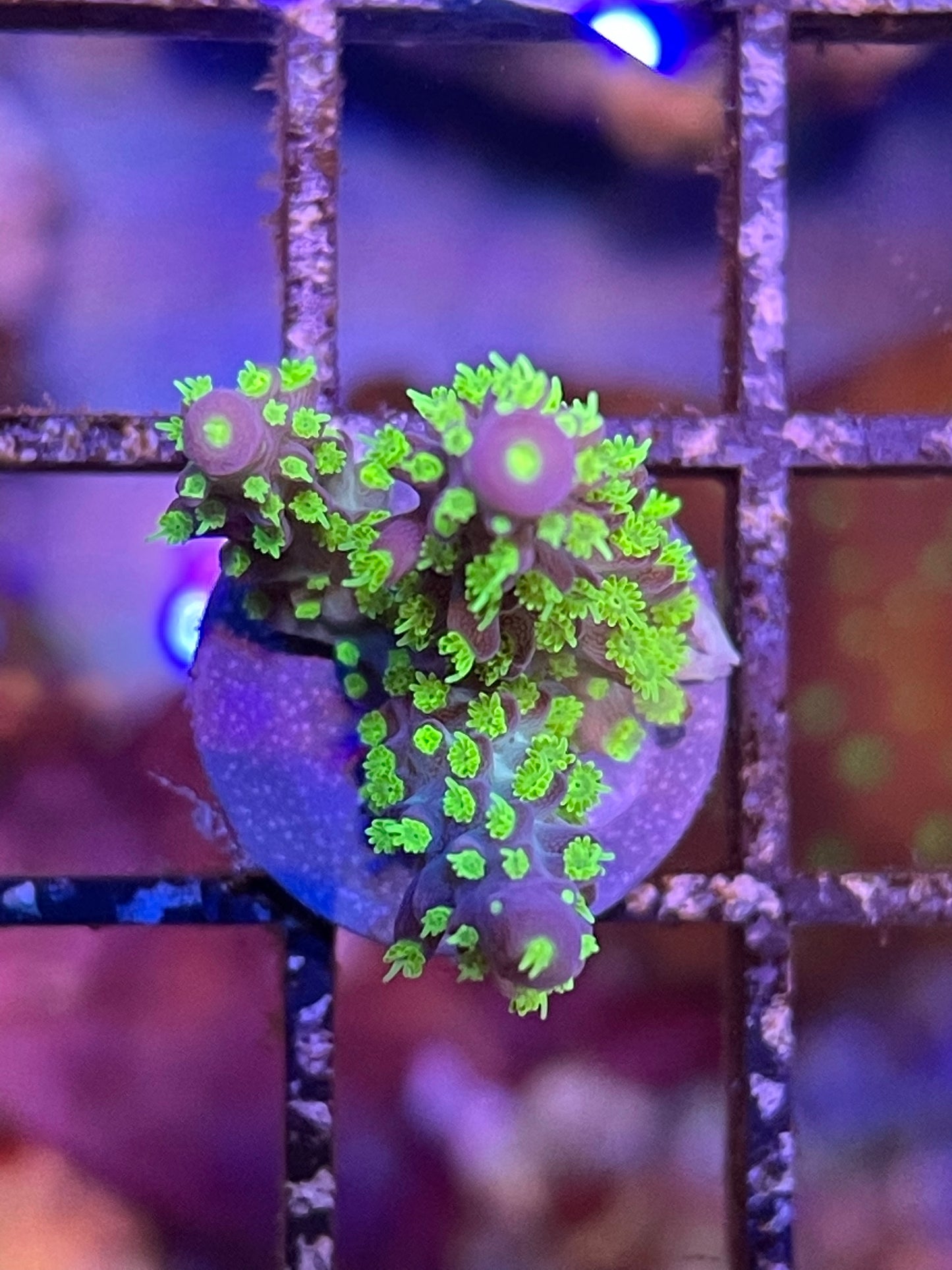 U.R. Ultimate Bonsai SPS