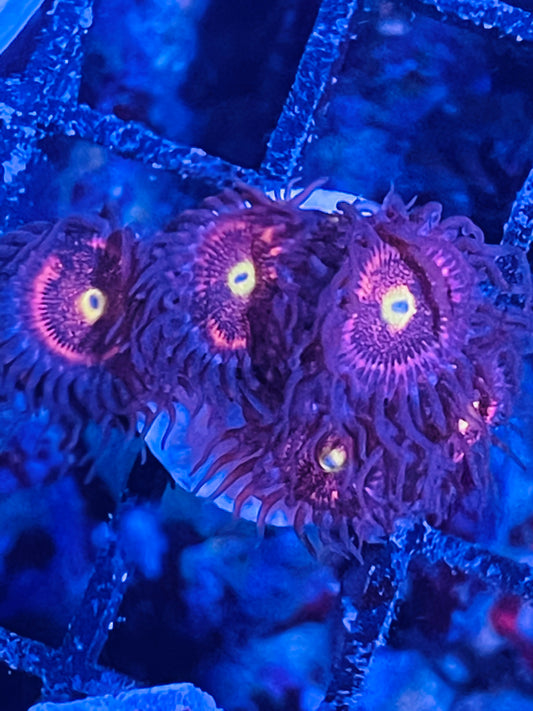 Stardust palyzoa frags