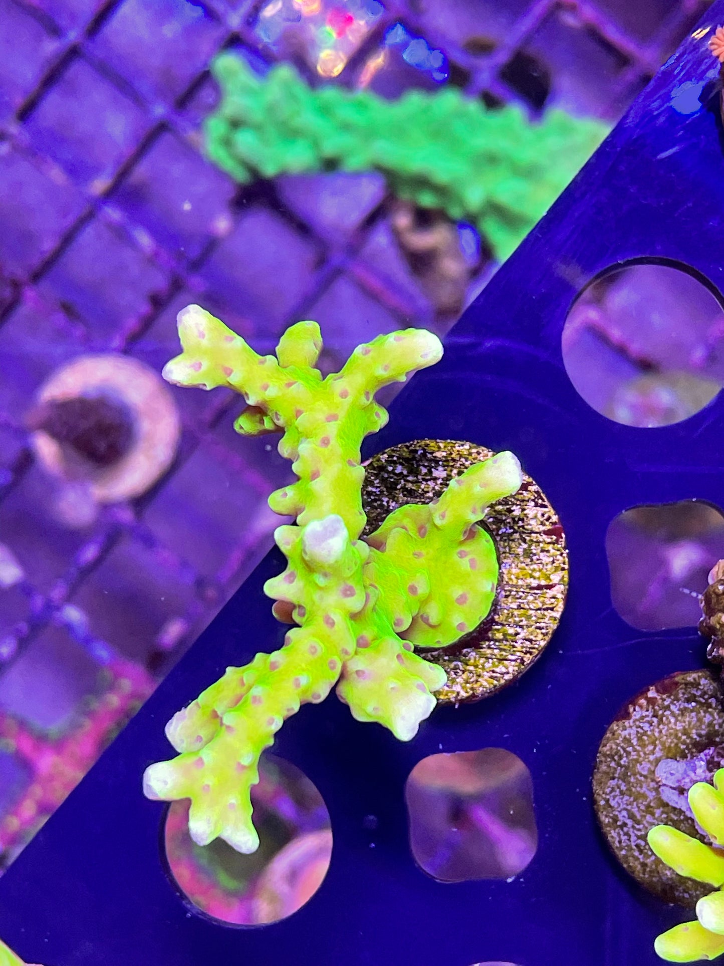 Green Goblin Anacropora
