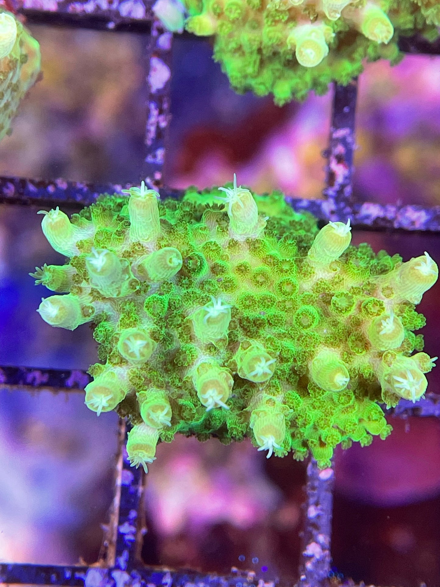 U.R. Incredible Hulk solitaryensis SPS