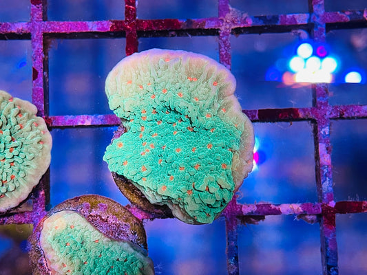 Seasons Greetings Montipora