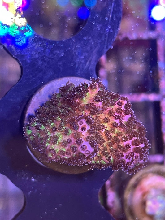 Rainbow Pocillopora