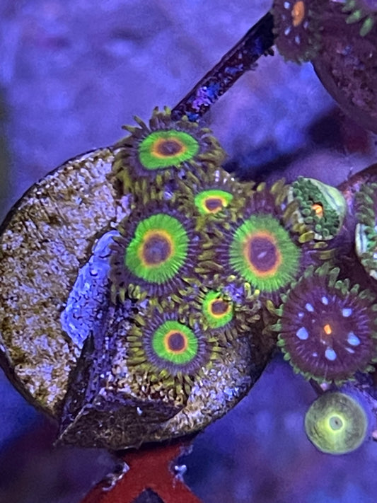 Rasta Zoanthids
