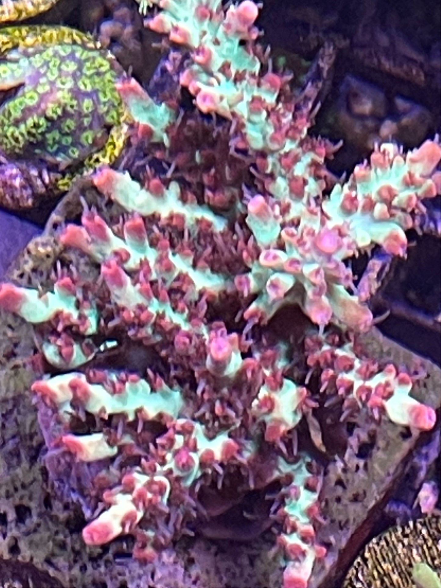Cornbred Atomic Fireball Acropora "Acropora microclados"