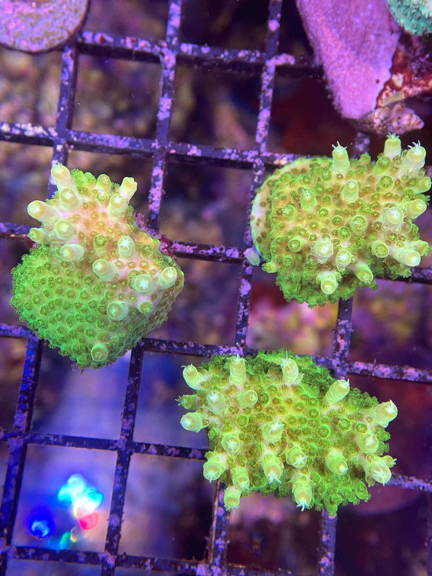 U.R. Incredible Hulk solitaryensis SPS