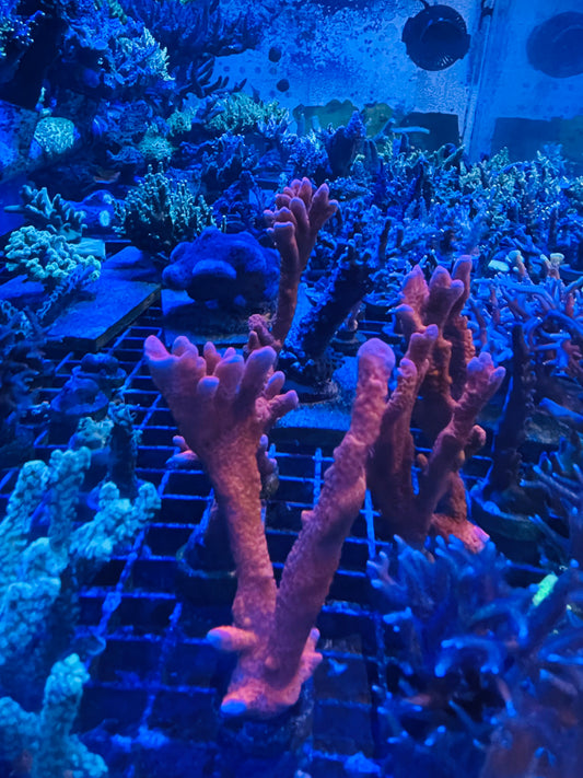 Red/pink Montipora Digi