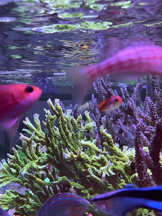 Neon Green Elkhorn Montipora