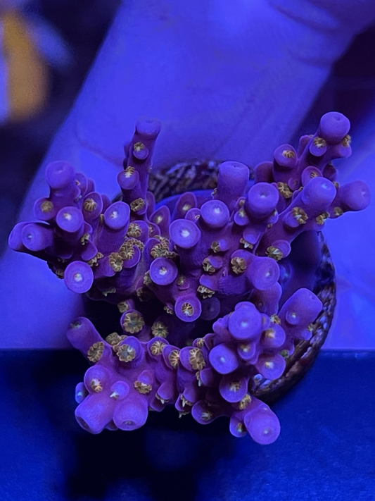 ARC 🔥 Fireworks 💥