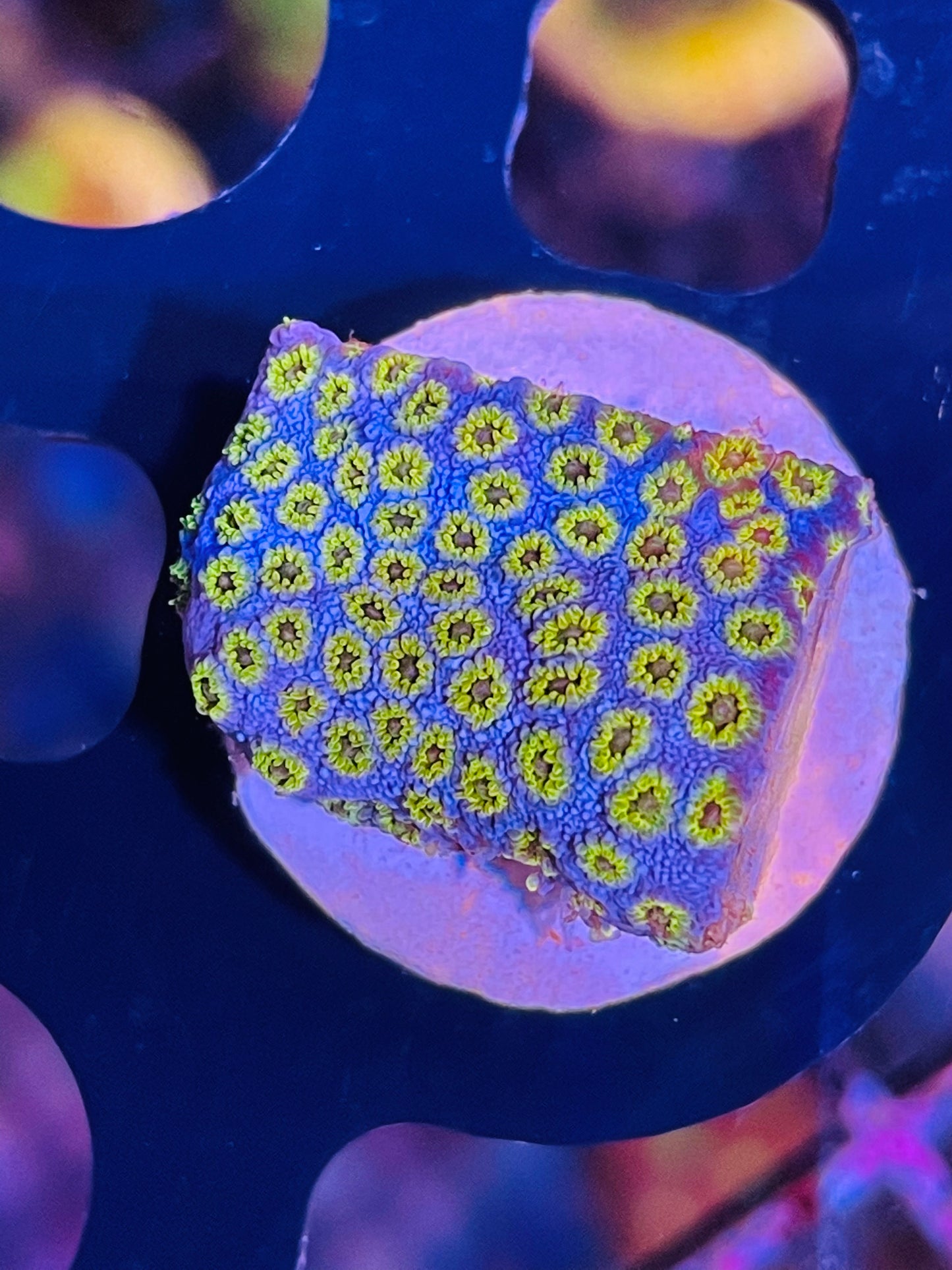 Hells gate Cyphastrea