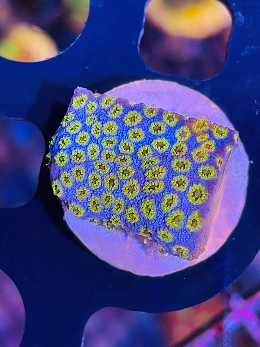 Hells gate Cyphastrea