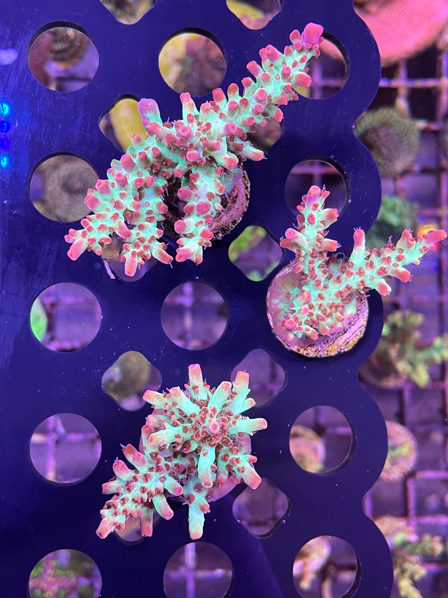 Cornbred Atomic Fireball Acropora "Acropora microclados"