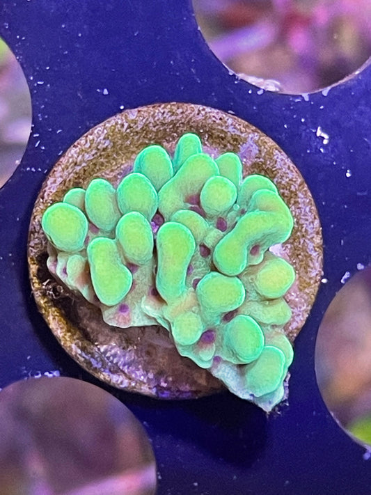 Apple Berry Montipora