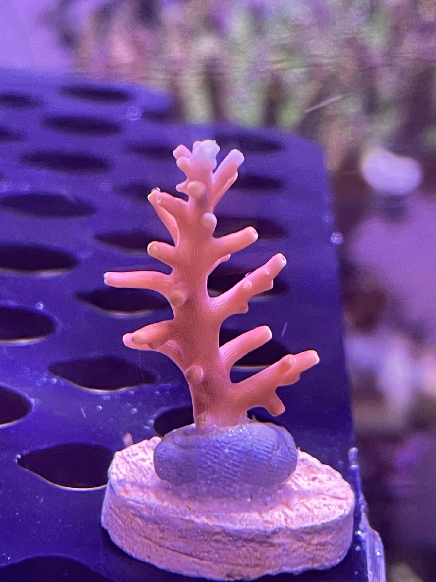 Little Red Ferrari Acropora Carduus